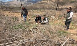 Silifke’de yanan ormanlar yeniden hayat buluyor