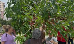 Mezitli Engelli Meclisinde Emekler Meyveye Durdu