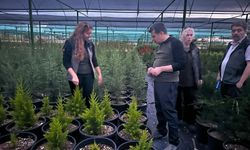 Fidan üretimi Mersin’de mercek altında