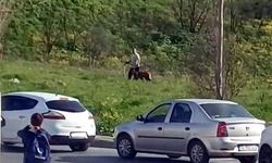 Avcılar'da köpeğe şiddet: köpeğine kemerle vurdu