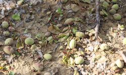 Adana'da dolu kayısı bahçelerini vurdu