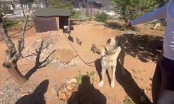 Dövüş köpeği üretip yavruların kulaklarını kesen işletmeye 323 bin TL ceza