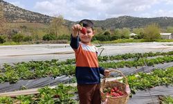 Aileler çilek bahçelerinde hasat heyecanı yaşadı