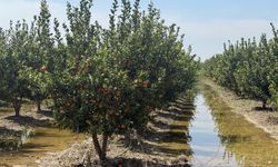 Mersin'de selin ardından bahçelerde sular yeni çekildi