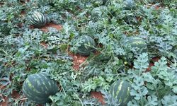 Üreticiler, karpuzları tezgahlara indirmek için gün sayıyor