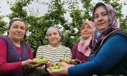 Mersin'de açıkta erik hasadı başladı