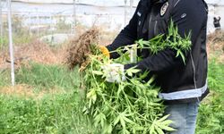 Mersin'de serada binlerce kök Hint keneviri ele geçirildi