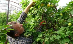 Mersin'de kayısı hasadı başladı