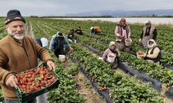 Silifke'de çilek hasadına başlandı