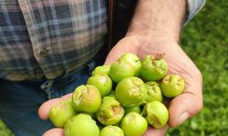 Dolu yağışı sonrası hasar tespit çalışması