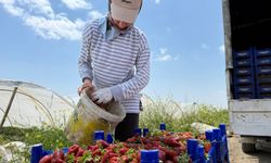 Tarla ile market rafları arasındaki farka üretici bile inanamıyor