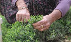 Bereketli topraklarda zahter hasadı başladı