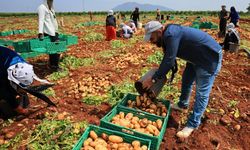 Adana'da patates hasadı başladı