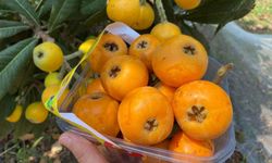 Mersin’de ‘Sarı Altın’ hasadı başladı