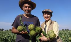 Akademisyen çiftçinin enginar hasadı başladı