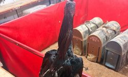 Horoz dövüştüren 11 şahsa ceza yağdı