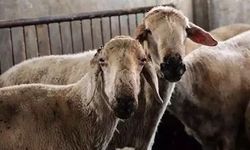 Küçükbaşa destek projesi başvuruları başladı