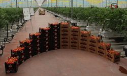 Üreticilerin beklediği ödeme hesaplara yatırılacak