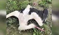 Göç yolundaki 5 leylek tüfekle vuruldu