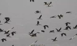 Göç yolundaki leylekler Hatay'da mola verdi