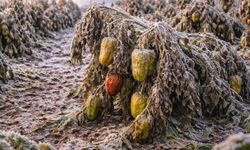 Mersin’de üreticilere zirai don uyarısı