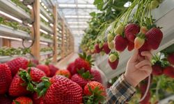 Topraksız tarımda yeni fırsat