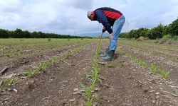 Adana İl Tarım’dan bitki sağlığı seferberliği
