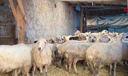 Devlet desteğiyle 20 koyunla başladığı hayvancılıkta sürüsü 400 başa ulaştı