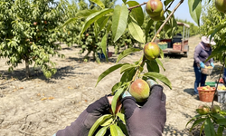 Gün doğmadan başlayan bereket