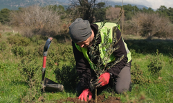 Ağaç Adam'ın büyük hedefi: 1 milyon zeytin fidanı toprakla buluşacak
