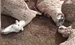 Kurtların saldırısında 12 koyun öldü