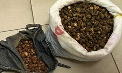 Koruma altındaki Salep Orkidelerine müdahale