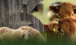 Mersin'de Kurban Kesim Elemanı Yetiştirme Kursu başlıyor