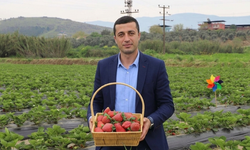 Çilek ve muz üreticisinden "İthalle terbiye ediliyoruz" tepkisi