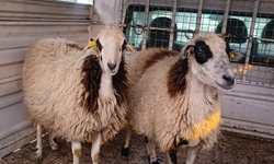 Vatandaşlar artık kurbanlık alamıyor