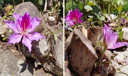 Mezitli’de doğanın mucizesi ağacın kökünde çiçek açtırdı