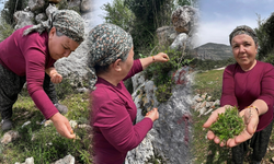 Mersin dağlarını burcu burcu kekik kokusu sardı