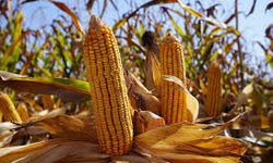 Yüreğir Ziraat Odası Başkanı Doğan: "Mısırda yerli üretim için destek şart”