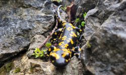 Nesli tehlike altındaki 'benekli semender' ortaya çıktı