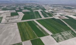 Yağışlarla hububatta 500 bin ton rekolte artışı bekleniyor