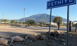 Motosiklet koyun sürücünün arasına daldı; sürücü yaralandı, 8 koyun öldü