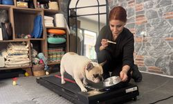 Obez köpek 'Ori' pilates yaparak zayıflıyor