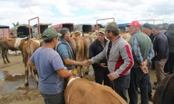 Büyükbaş kurbanlıkta referans fiyat belirlendi