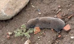 Sağanaklar sonrası kör fareler yer yüzüne çıktı