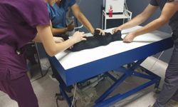 Sokak kedisini tüfekle öldüren şüpheliye 5 ay hapis