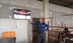 TRT Müzik kanalıyla süt verimini artırmaya çalışıyor