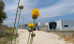 'Tülüşah, yok olma tehlikesiyle karşı karşıya'