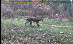 Yaban hayatı fotokapana yansıdı