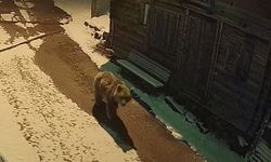 Yayla evlerini ayılar bastı, ortalık savaş alanına döndü