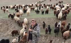 Yeni nesil çoban; dron ile sürüyü 30 saniyede topladı